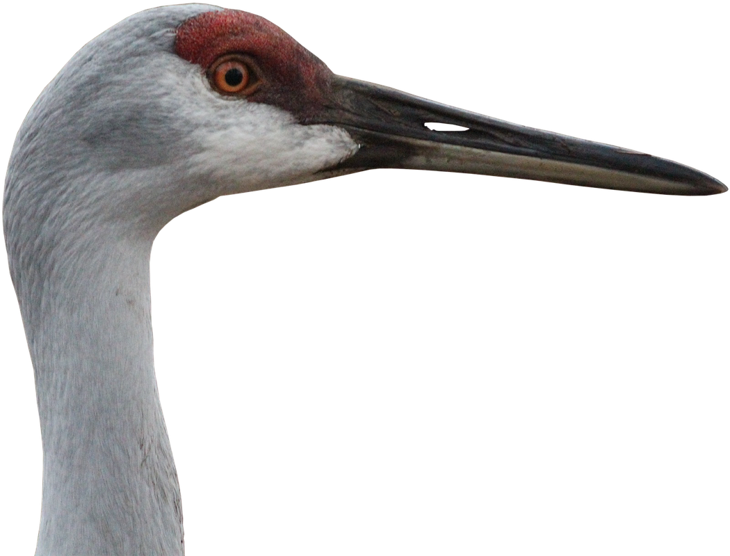 Close Up Sandhill Crane Head PNG image