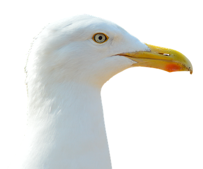Close Up Seagull Profile PNG image