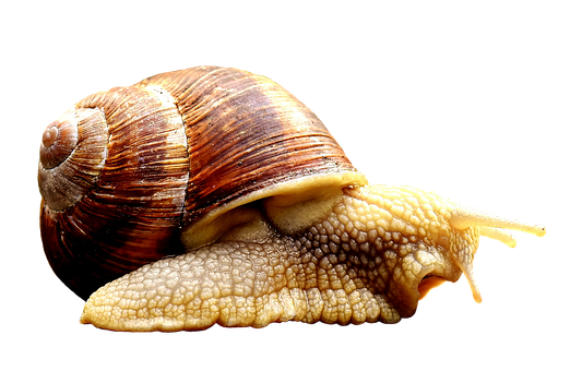 Close Up Snail Black Background PNG image