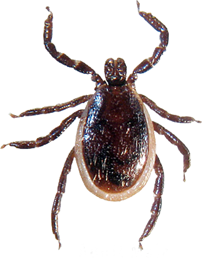 Close Up Tick Transparent Background PNG image