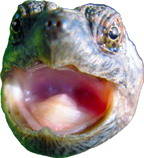 Close Up Turtle Mouth PNG image