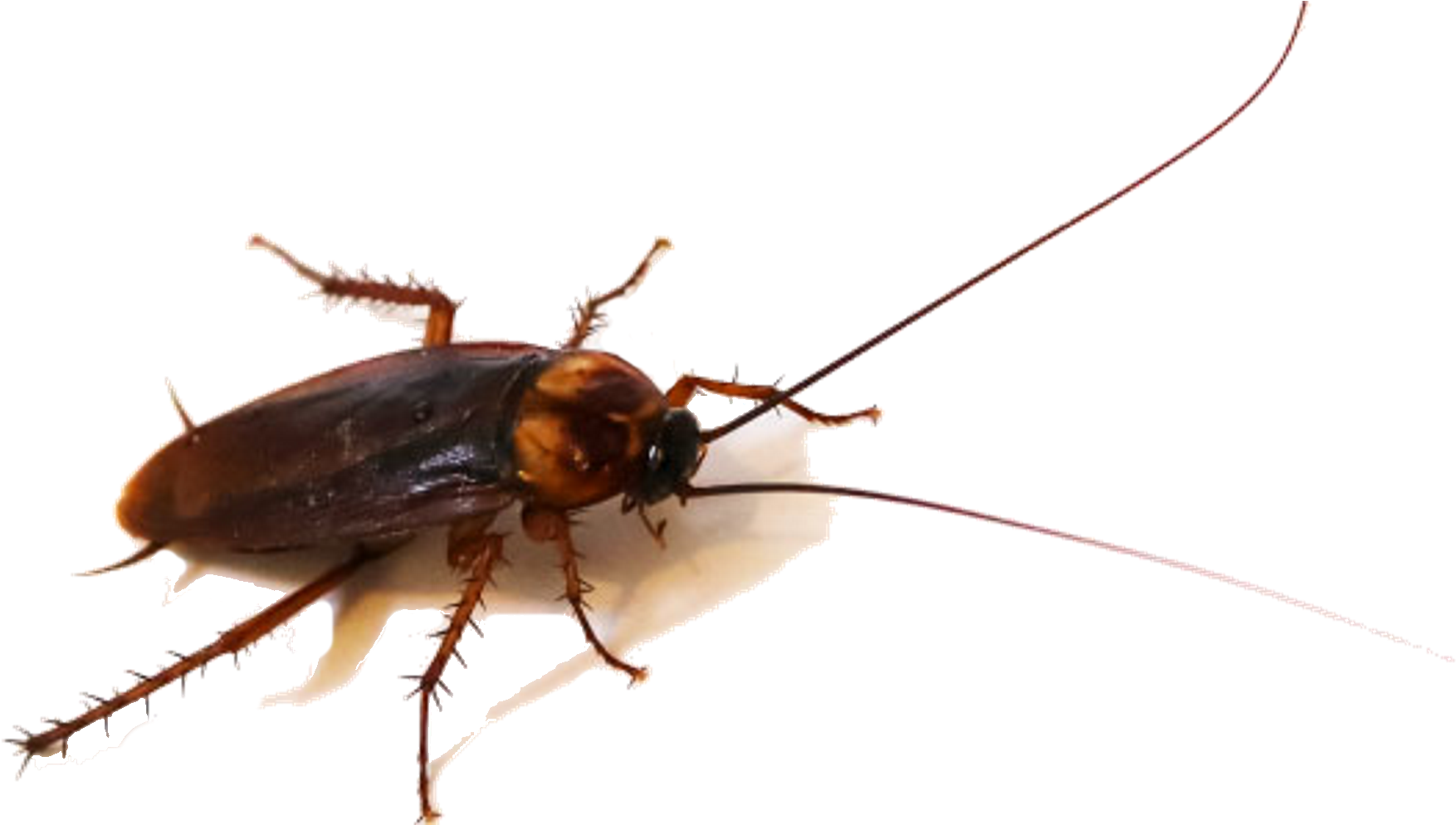 Closeup Cockroach Transparent Background PNG image