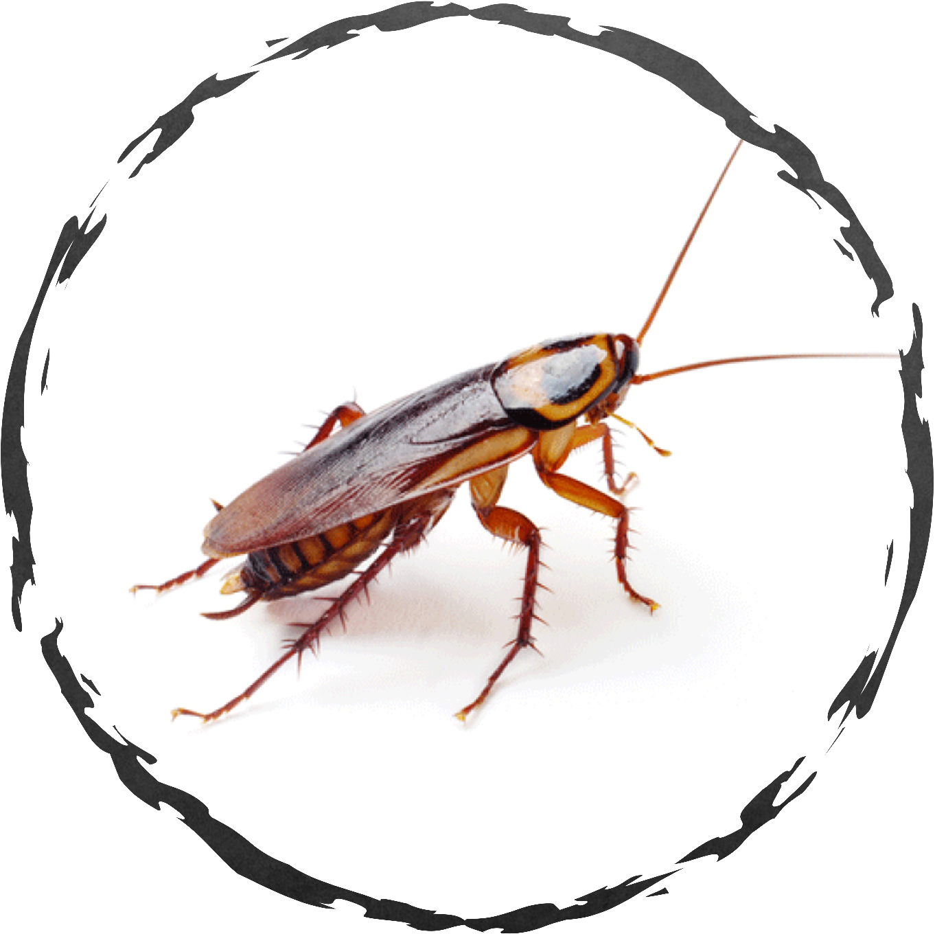 Closeup Cockroach Transparent Background PNG image