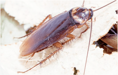 Closeup Cockroachon Leaves.jpg PNG image