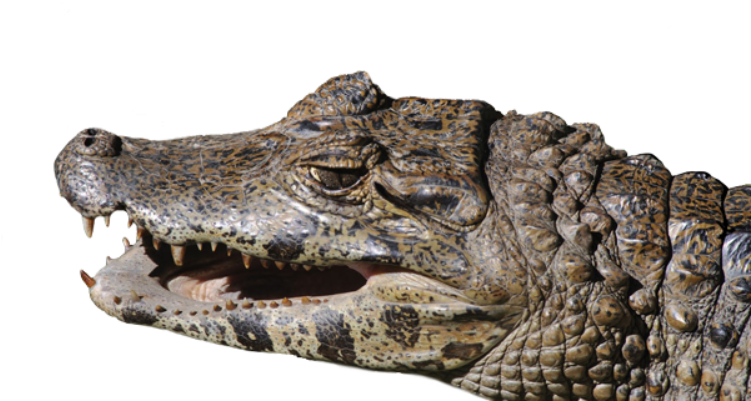 Closeup Crocodile Head PNG image