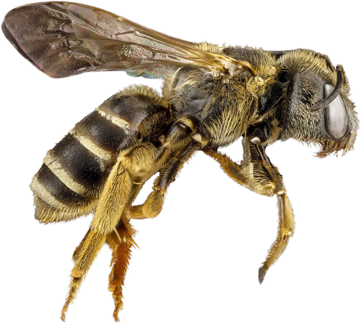 Closeup Honey Bee Transparent Background.png PNG image