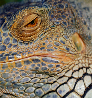 Closeup Iguana Eyeand Skin Texture.jpg PNG image