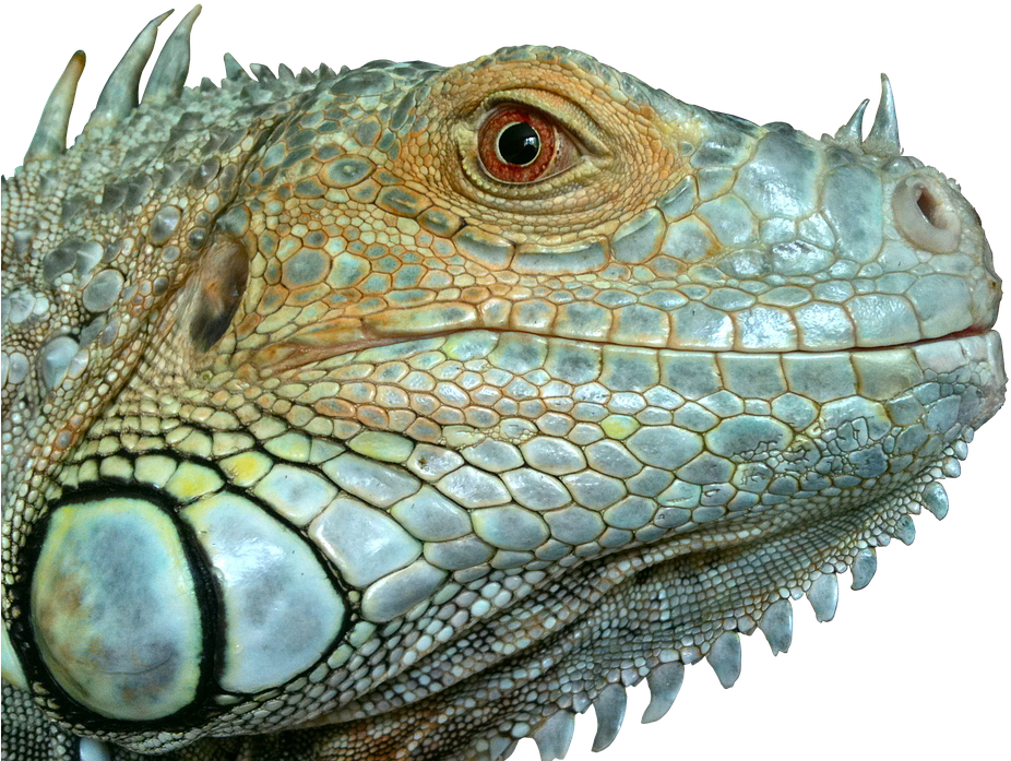 Closeup Iguana Portrait Reptile Scale Texture PNG image