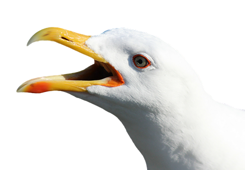Closeup Seagull Vocalizing.jpg PNG image