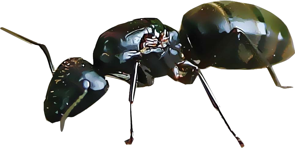 Closeupof Carpenter Ant PNG image