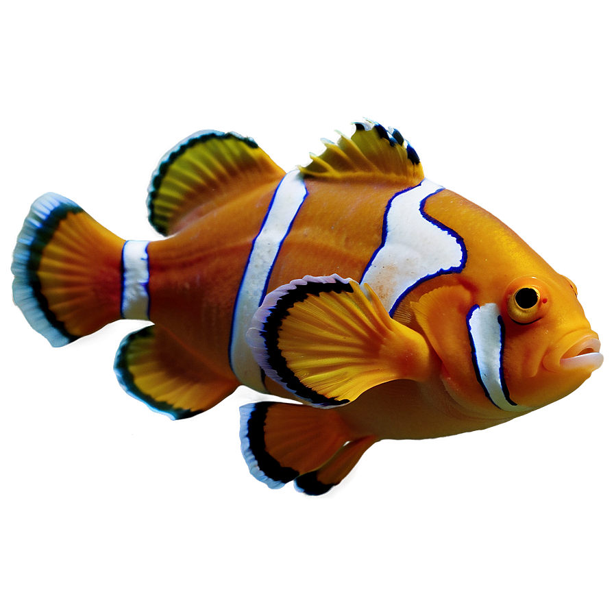 Clown Fish Png 10 PNG image