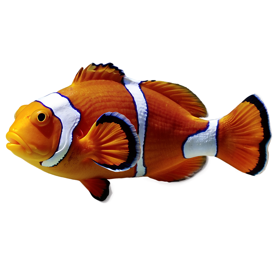 Clown Fish Png Mvb PNG image