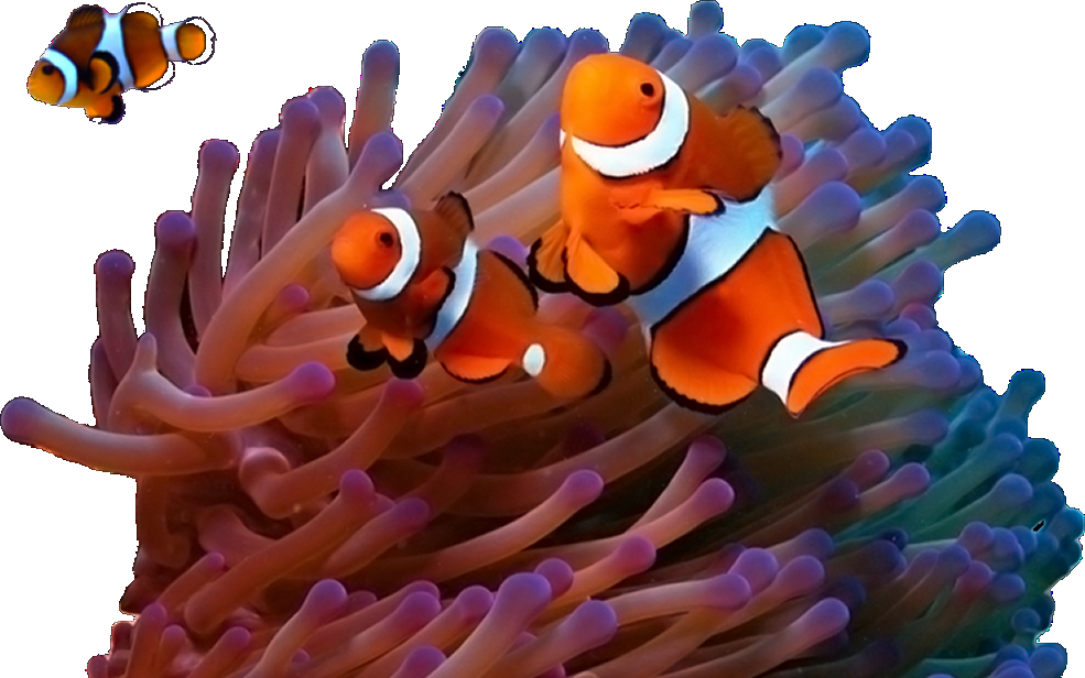 Clownfish Amidst Anemone PNG image