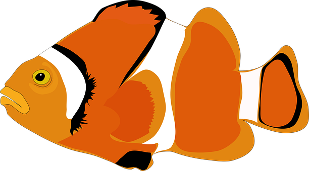 Clownfish_ Vector_ Illustration PNG image