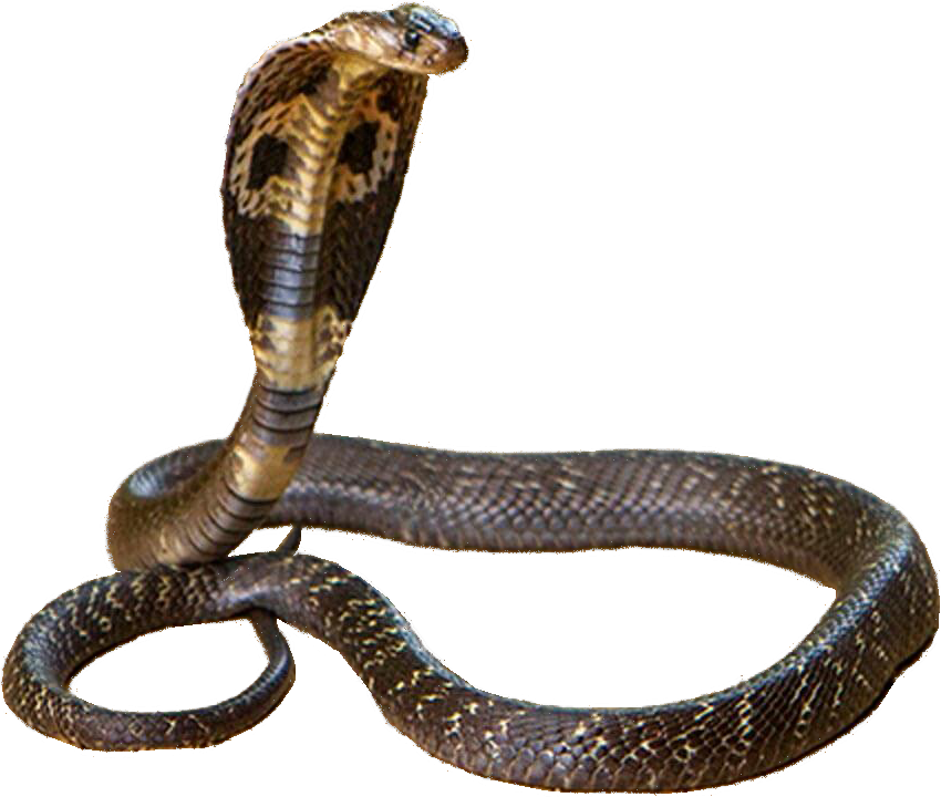 Cobra Snake Displaying Hood PNG image