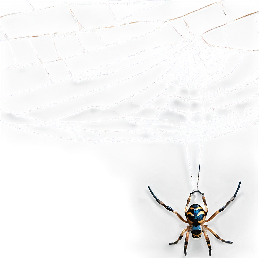 Cobweb With Spiders Png 06132024 PNG image