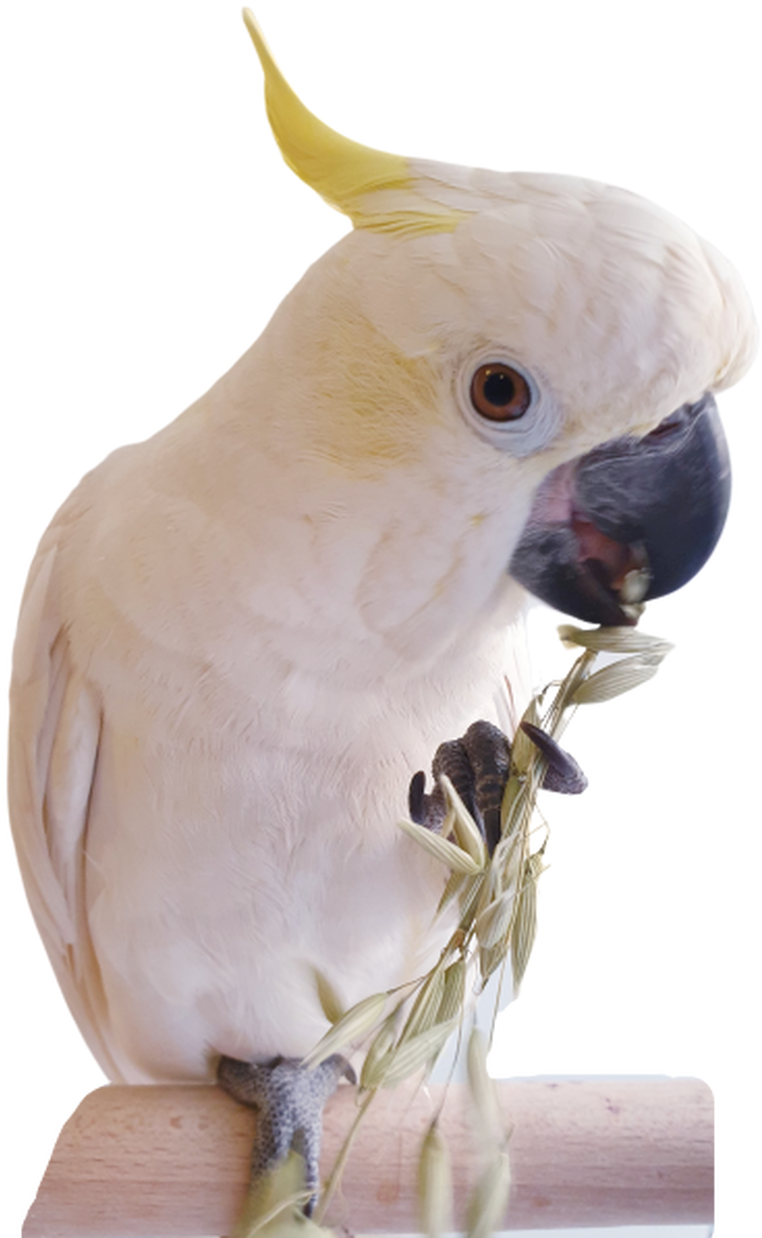 Cockatoo Enjoying Snack PNG image