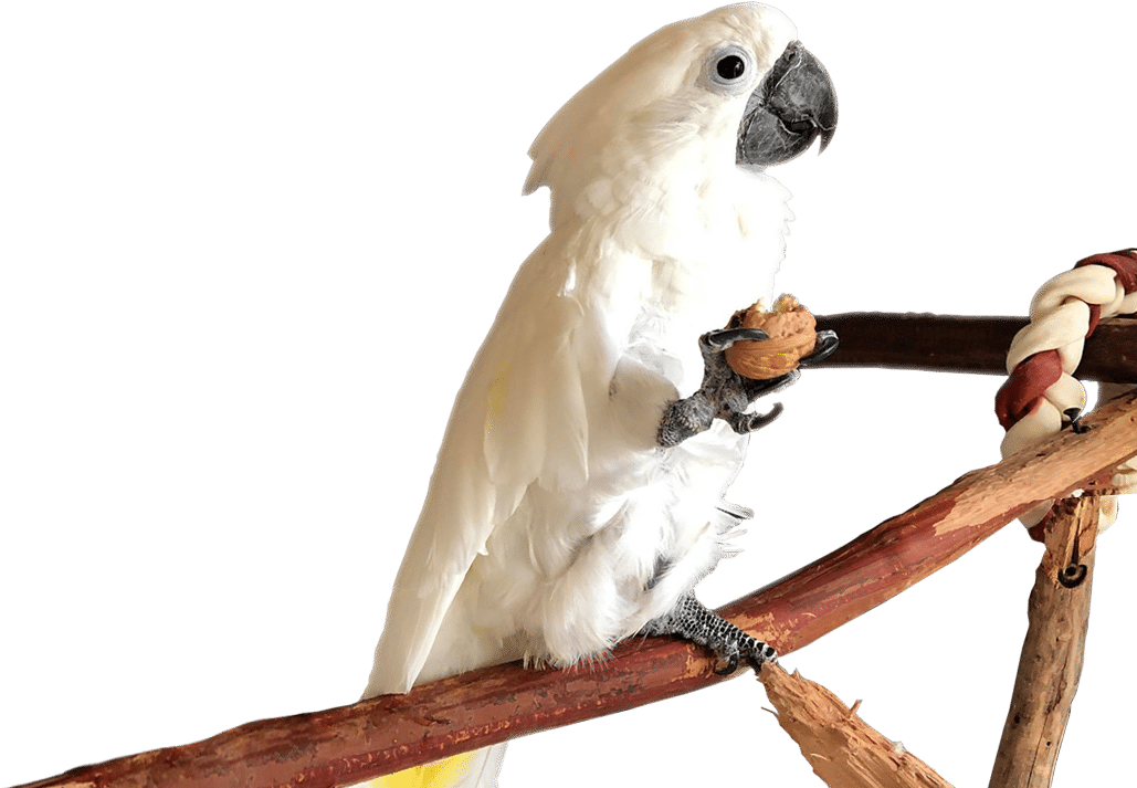 Cockatoo Holding Nut Perch PNG image