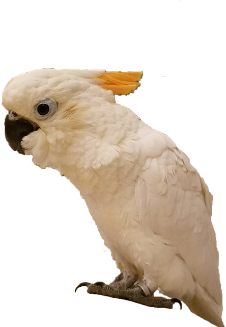 Cockatoo Profile Pose PNG image