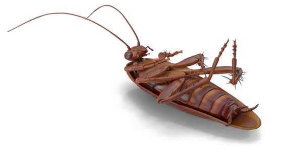 Cockroach Illustration Transparent Background PNG image