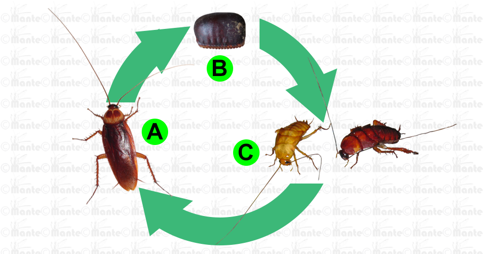 Cockroach Life Cycle Infographic PNG image