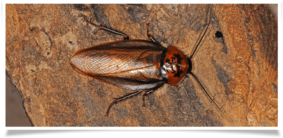 Cockroach_on_ Wooden_ Surface PNG image