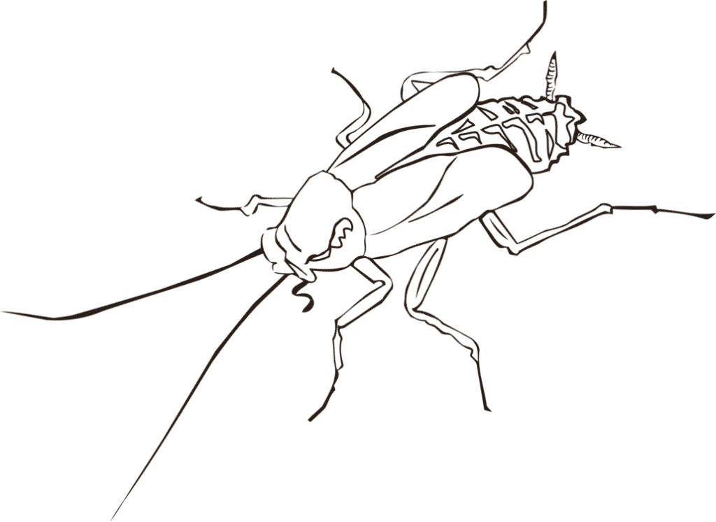 Cockroach Outline Drawing PNG image