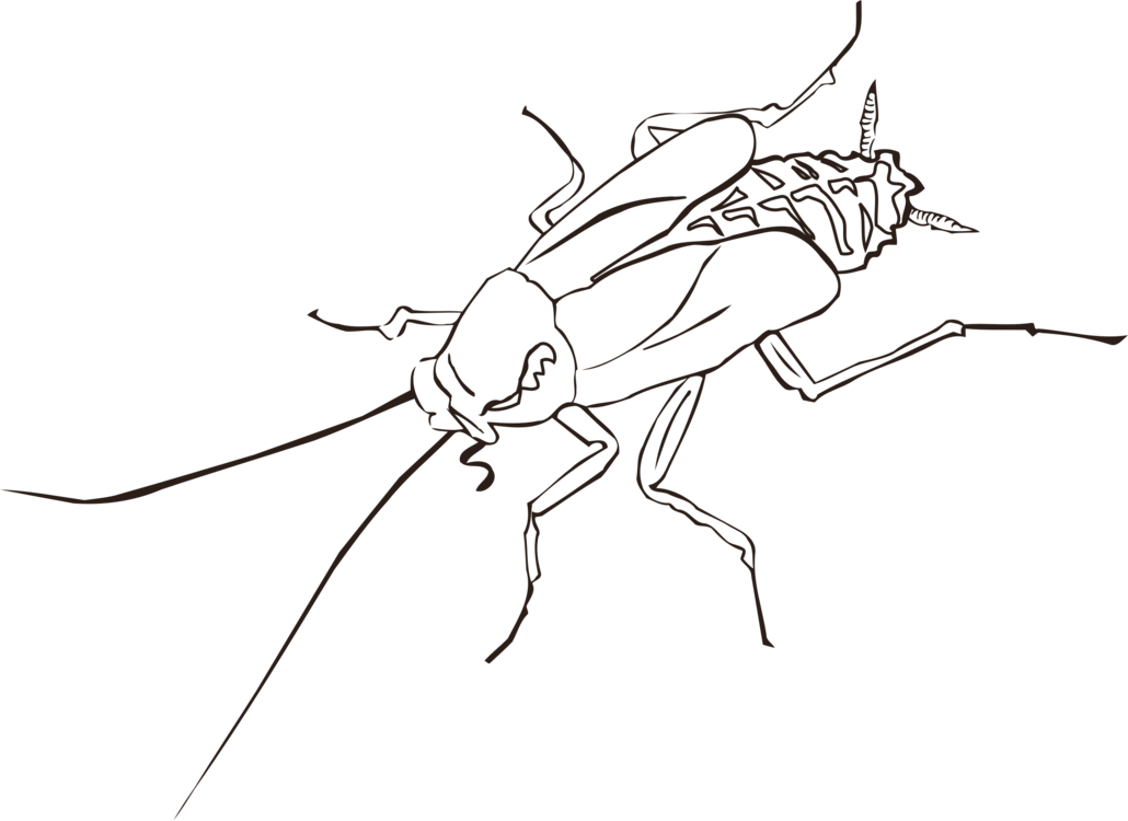 Cockroach_ Outline_ Drawing PNG image