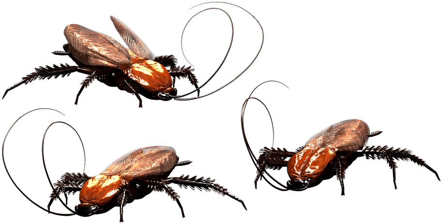 Cockroaches Illustration PNG image