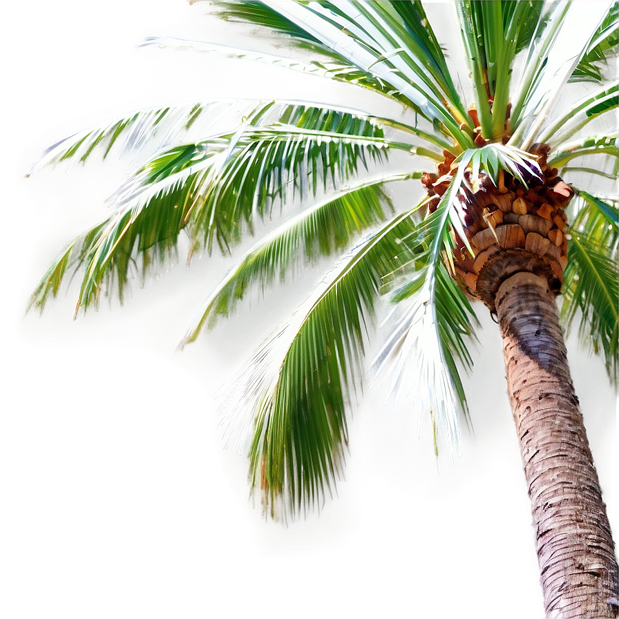 Coconut Palm Tree Png Fdf PNG image