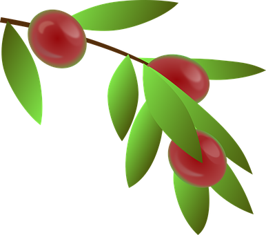 Coffee Cherries Illustration PNG image