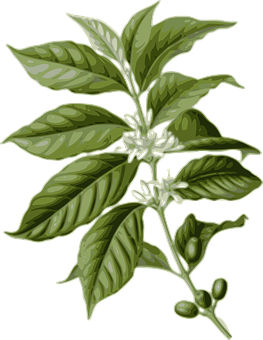 Coffee Plant Illustration PNG image