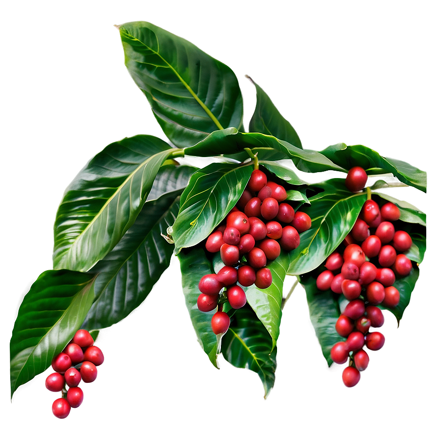 Coffee Plantation Png 91 PNG image