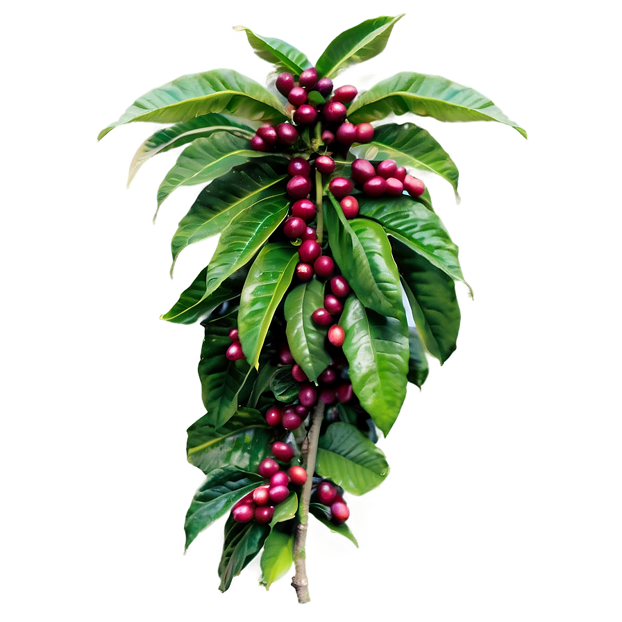 Coffee Plantation Png Eio PNG image