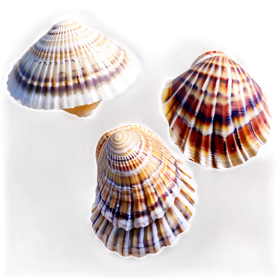 Color Sorted Shells Png Djg PNG image