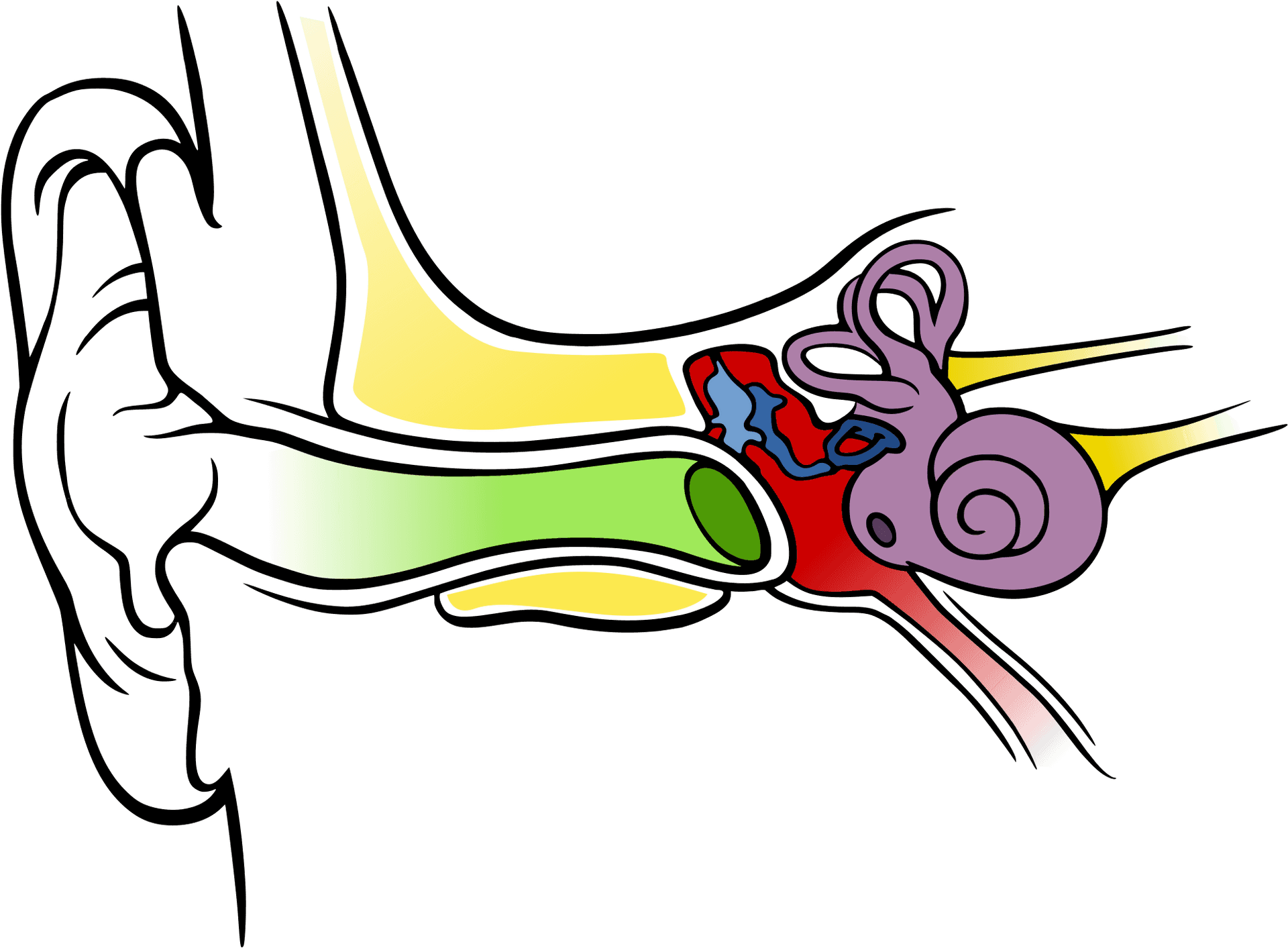 Colorful Anatomyof Human Ear PNG image