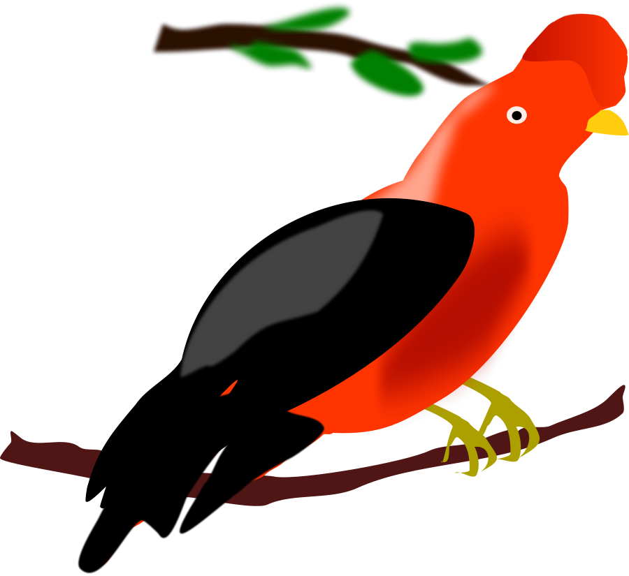 Colorful Andean Cockoftherock Bird Illustration PNG image
