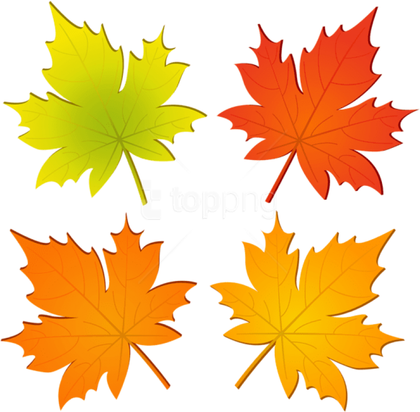 Colorful Autumn Leaves Vector PNG image