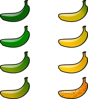 Colorful Banana Ripeness Stages PNG image