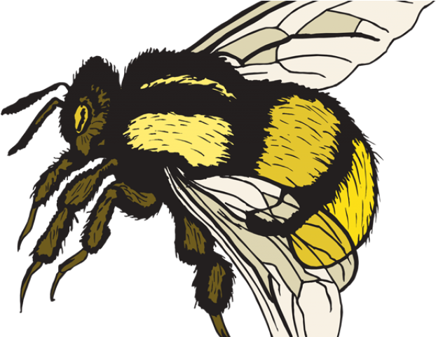 Colorful Bee Clipart PNG image
