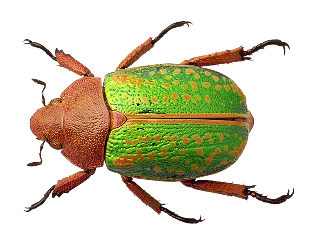 Colorful Beetle Specimen PNG image