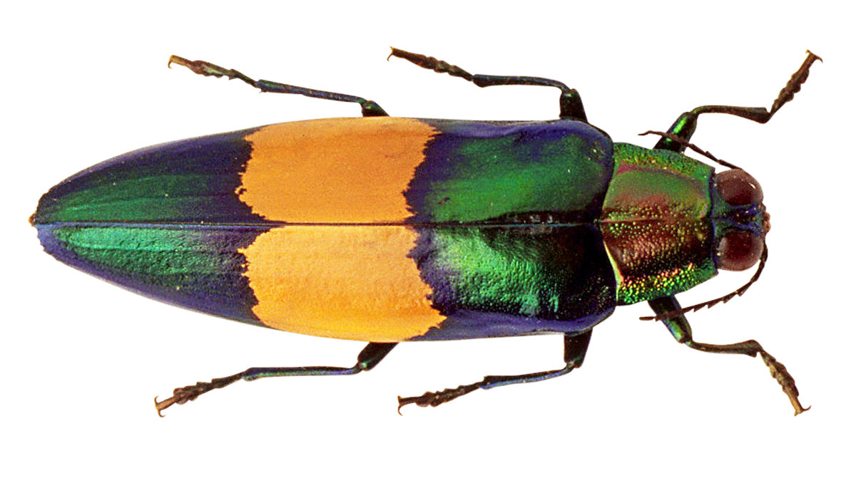 Colorful Beetle Transparent Background PNG image