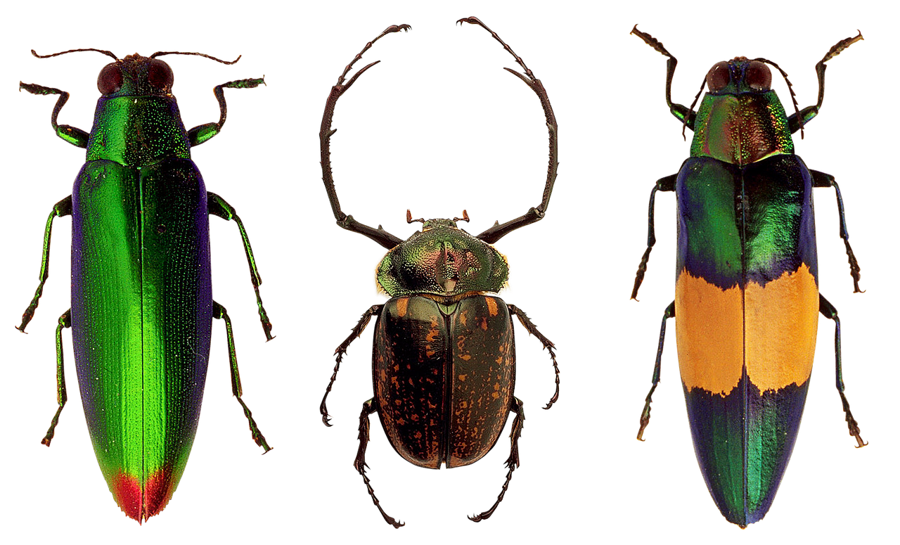 Colorful Beetle Trio PNG image