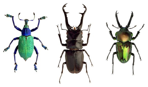 Colorful Beetles Trio PNG image