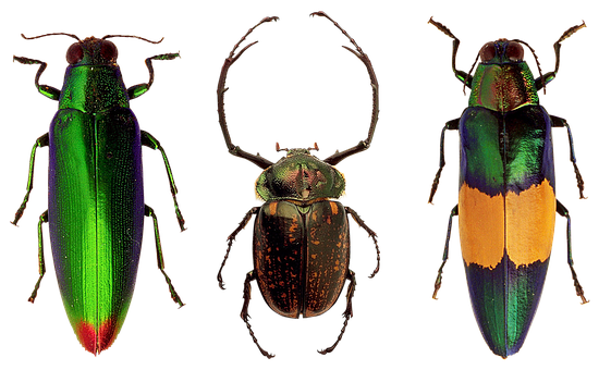 Colorful Beetles Triptych PNG image