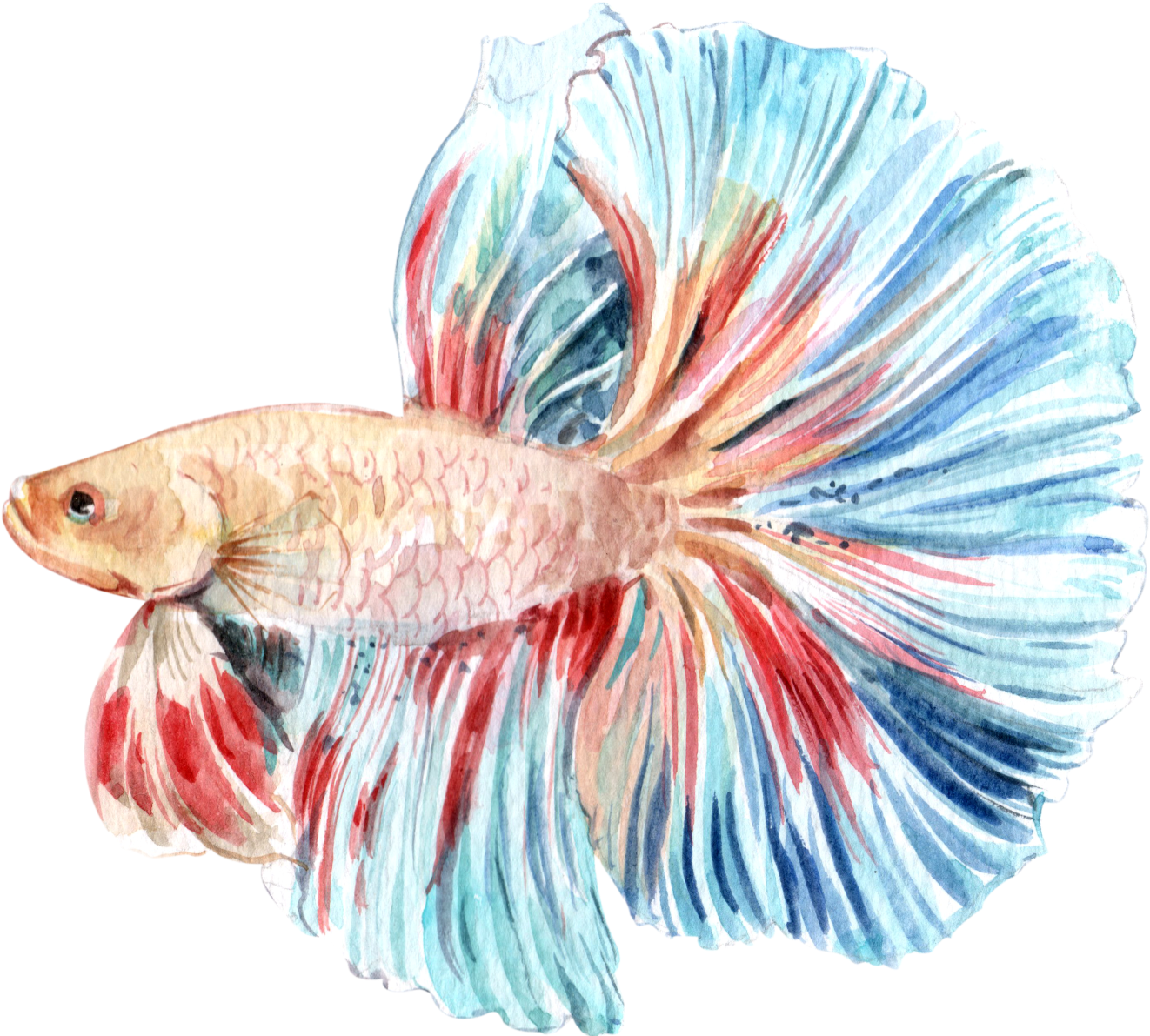 Colorful Betta Fish Illustration PNG image