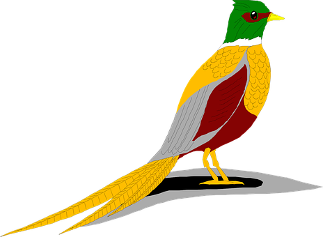 Colorful Bird Illustrationwith Shadow.jpg PNG image