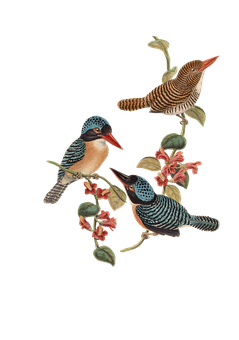 Colorful Birds Illustration PNG image