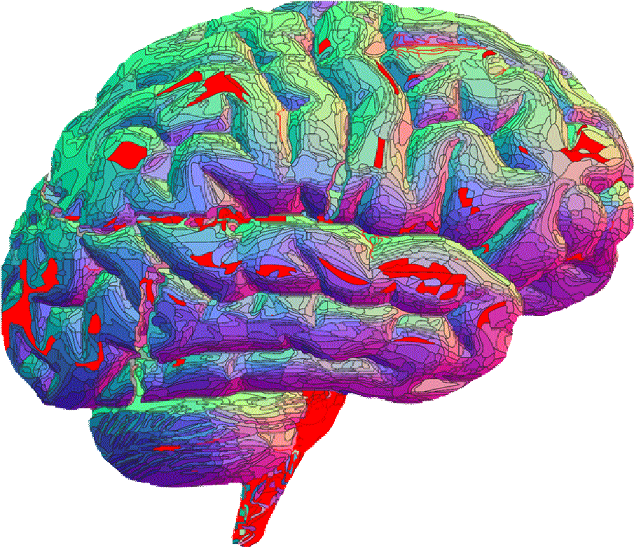 Colorful Brain M R I Scan PNG image