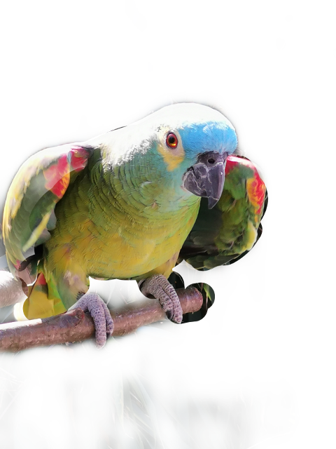 Colorful Budgieon Branch PNG image